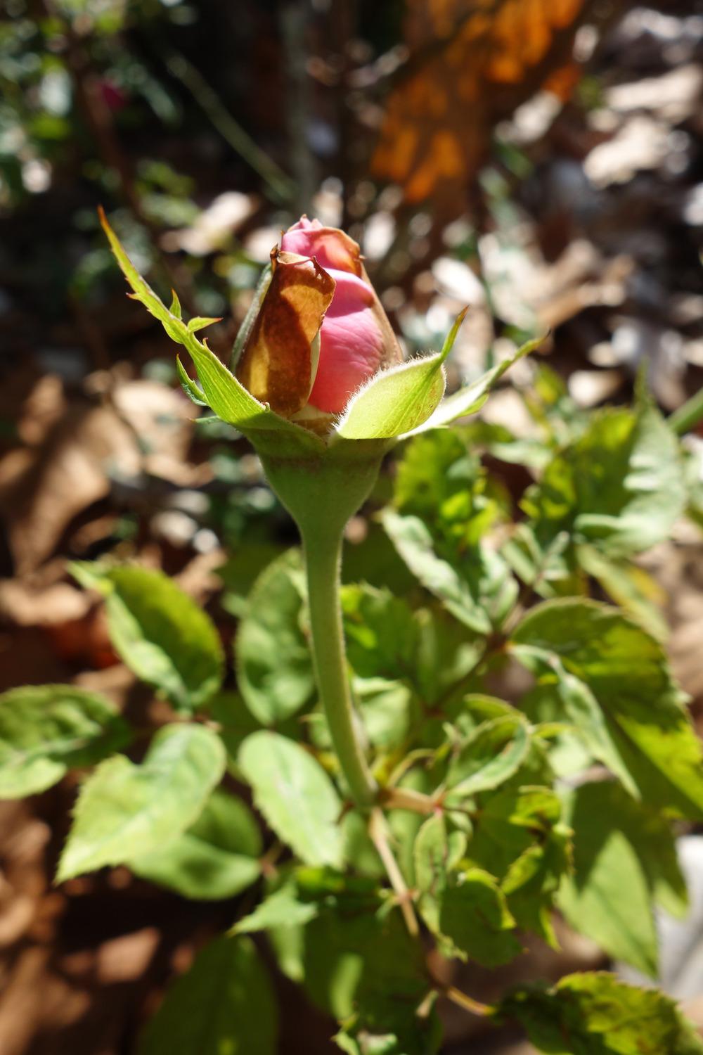 Photo of Rose (Rosa 'Belinda's Dream') uploaded by mellielong