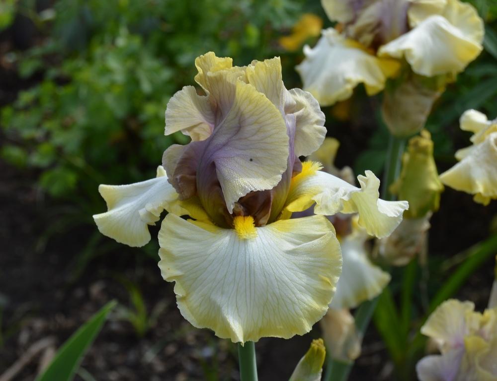 Photo of Tall Bearded Iris (Iris 'Mysterious Ways') uploaded by KentPfeiffer