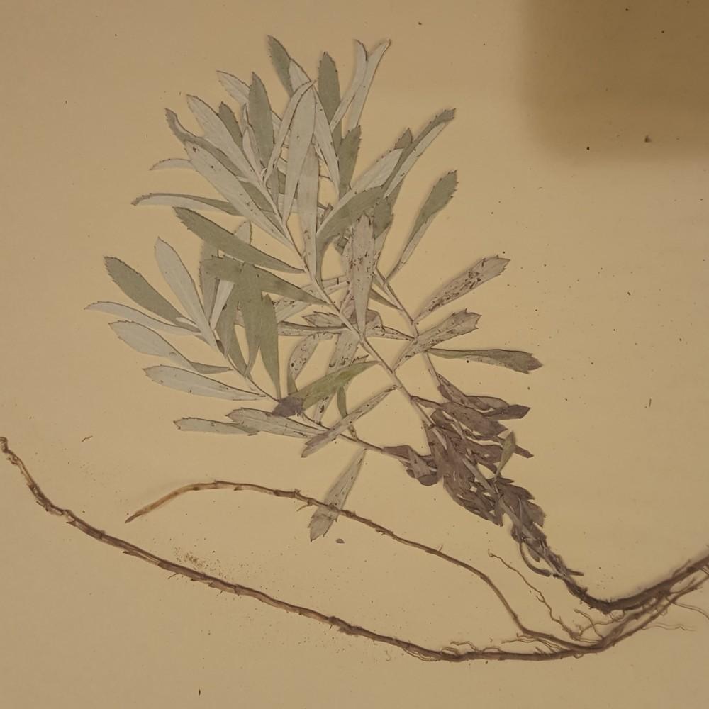 Photo of Prairie Sage (Artemisia ludoviciana) uploaded by coolnickj85