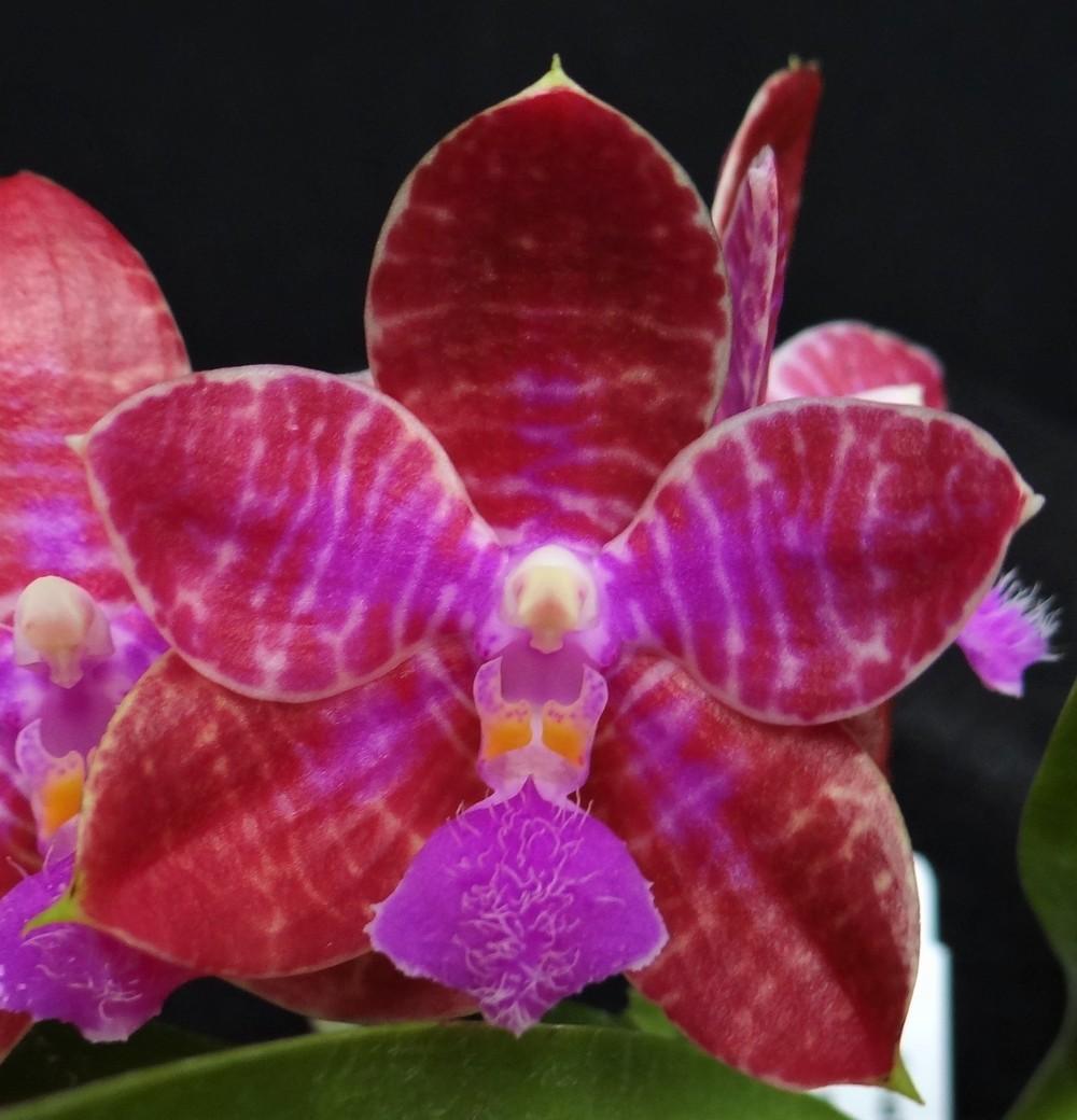 Photo of Orchid (Phalaenopsis lueddemanniana) uploaded by hawkarica