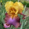 I've had this iris for more than 30 years.