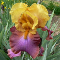 Location: Philo, California
Date: 2014-04-21
I've had this iris for more than 30 years.