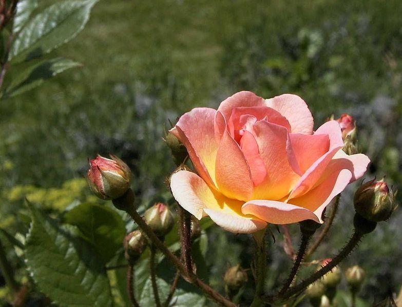 Photo of Rose (Rosa 'Ghislaine de Feligonde') uploaded by robertduval14