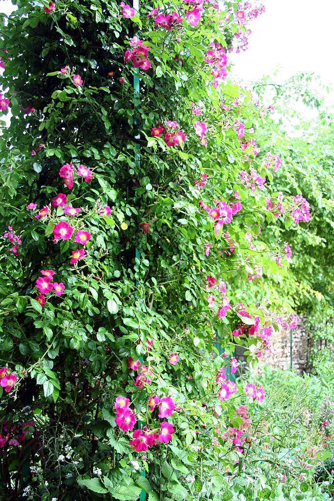 Photo of Rose (Rosa 'American Pillar') uploaded by robertduval14