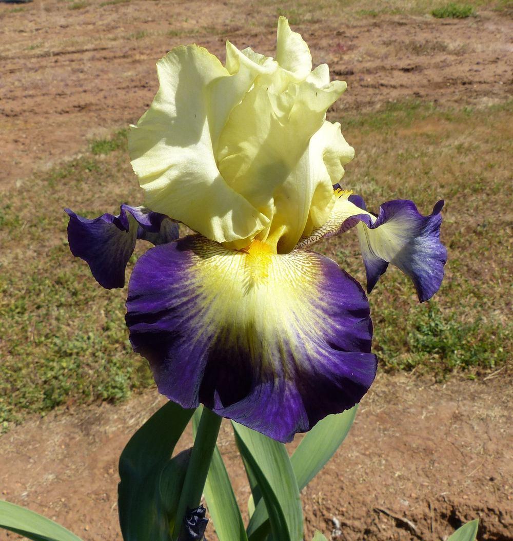 Photo of Tall Bearded Iris (Iris 'Art Colony') uploaded by Misawa77