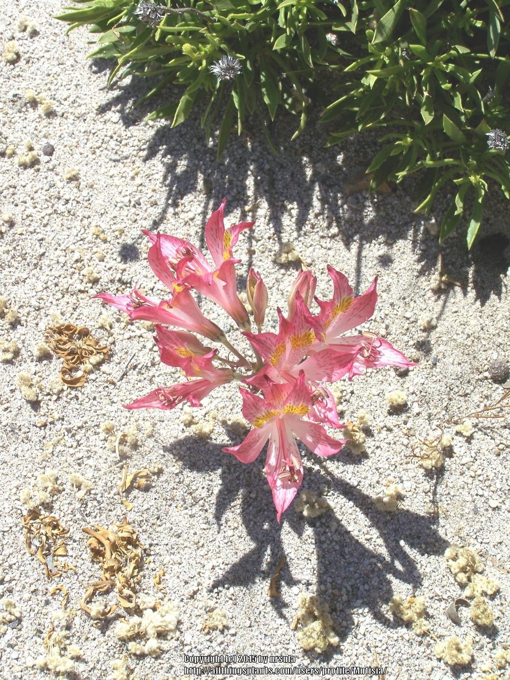 Photo of Peruvian Lily (Alstroemeria garaventae) uploaded by Mutisia