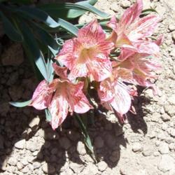 Location: Cerro El Roble, Chile
Date: December 2008
As far as I know, this Alstroemeria species can be found only on 