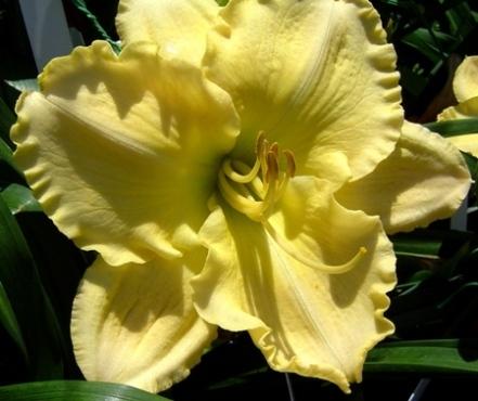 Photo of Daylily (Hemerocallis 'Be Here Now') uploaded by Sscape