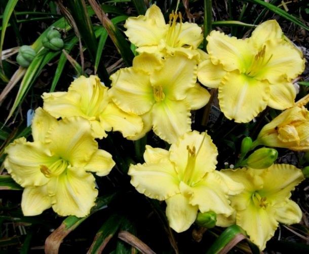 Photo of Daylily (Hemerocallis 'Be Here Now') uploaded by Sscape