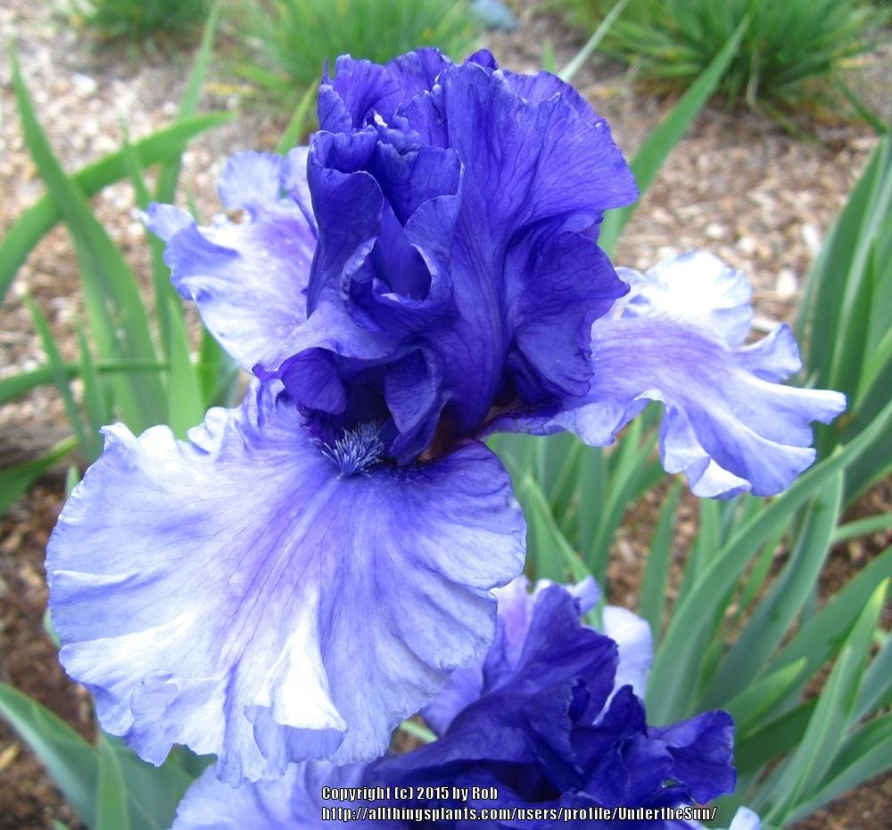 Photo of Tall Bearded Iris (Iris 'Honky Tonk Blues') uploaded by UndertheSun