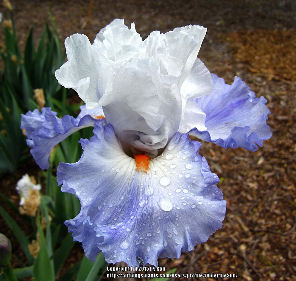 Photo of Tall Bearded Iris (Iris 'Versailles') uploaded by UndertheSun