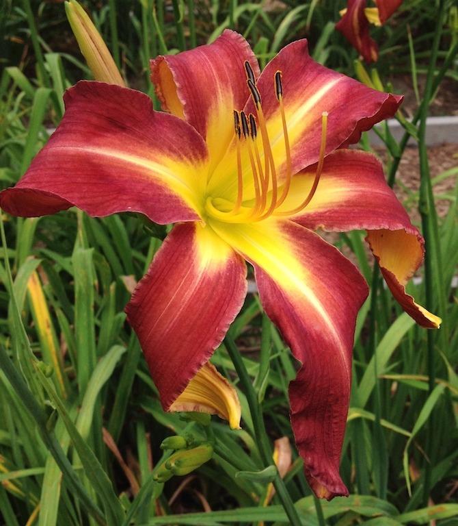 Photo of Daylily (Hemerocallis 'Pour the Wine') uploaded by ccgarden