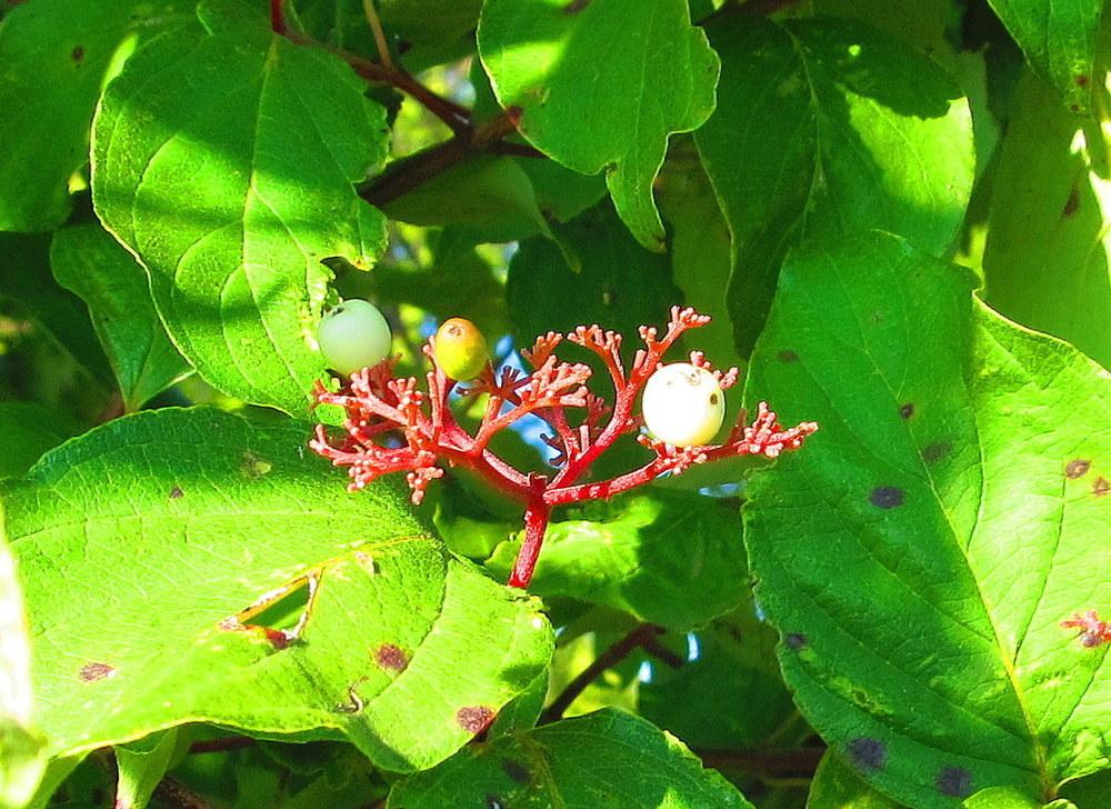 Photo of Red Twig Dogwood (Cornus sericea) uploaded by jmorth