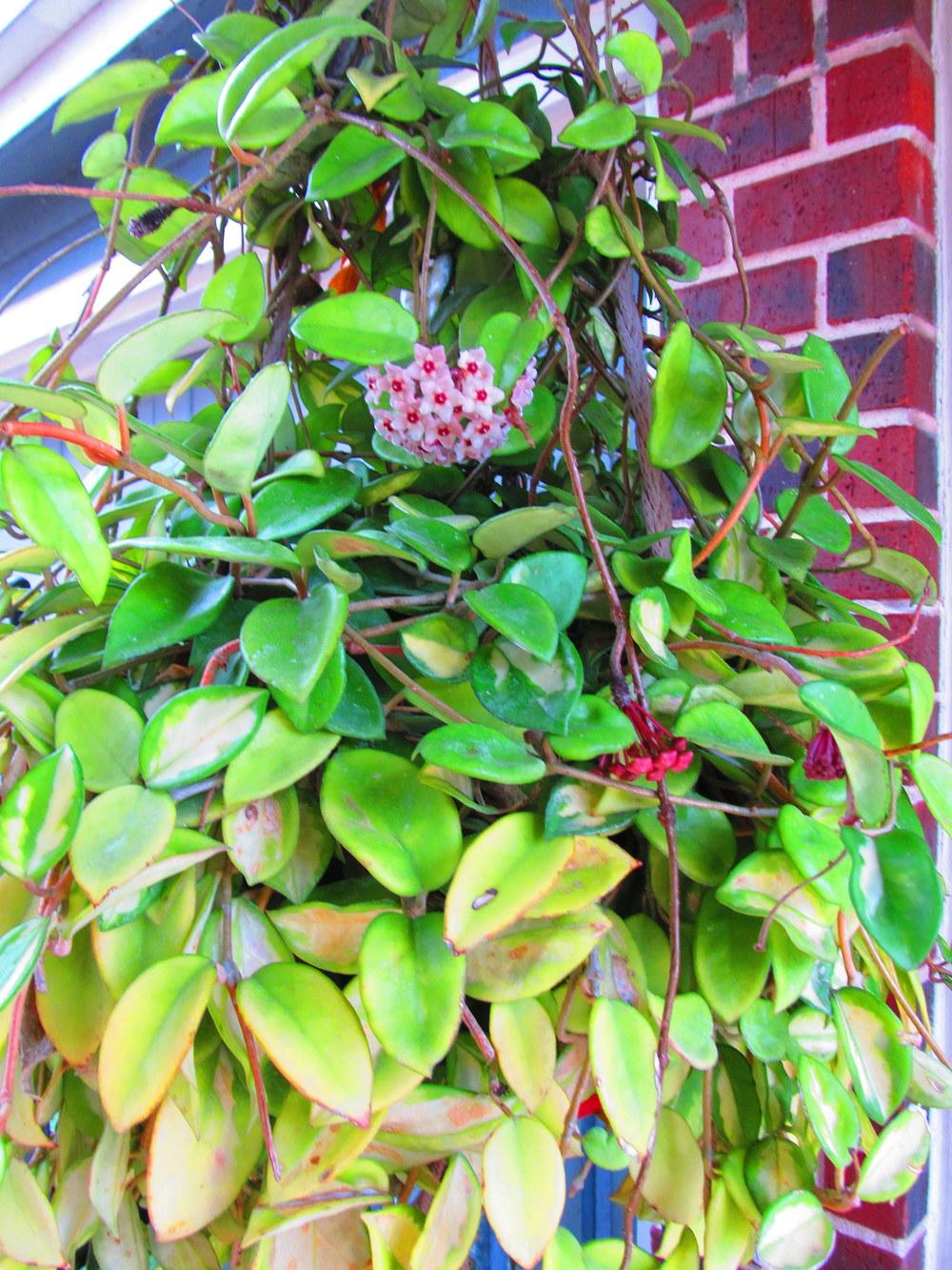 Photo of Wax Plant (Hoya carnosa) uploaded by jmorth