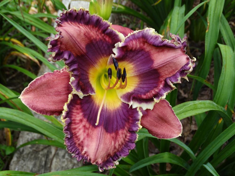 Photo of Daylily (Hemerocallis 'God Save the Queen') uploaded by tgarden711