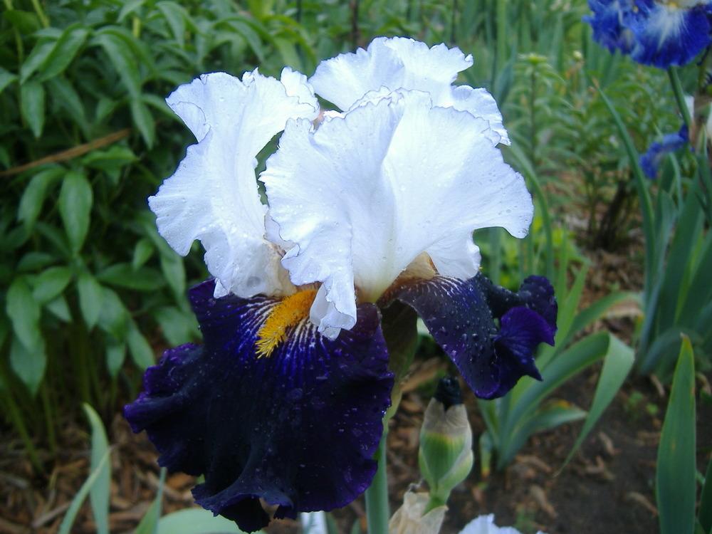 Photo of Tall Bearded Iris (Iris 'Domino Noir') uploaded by tveguy3