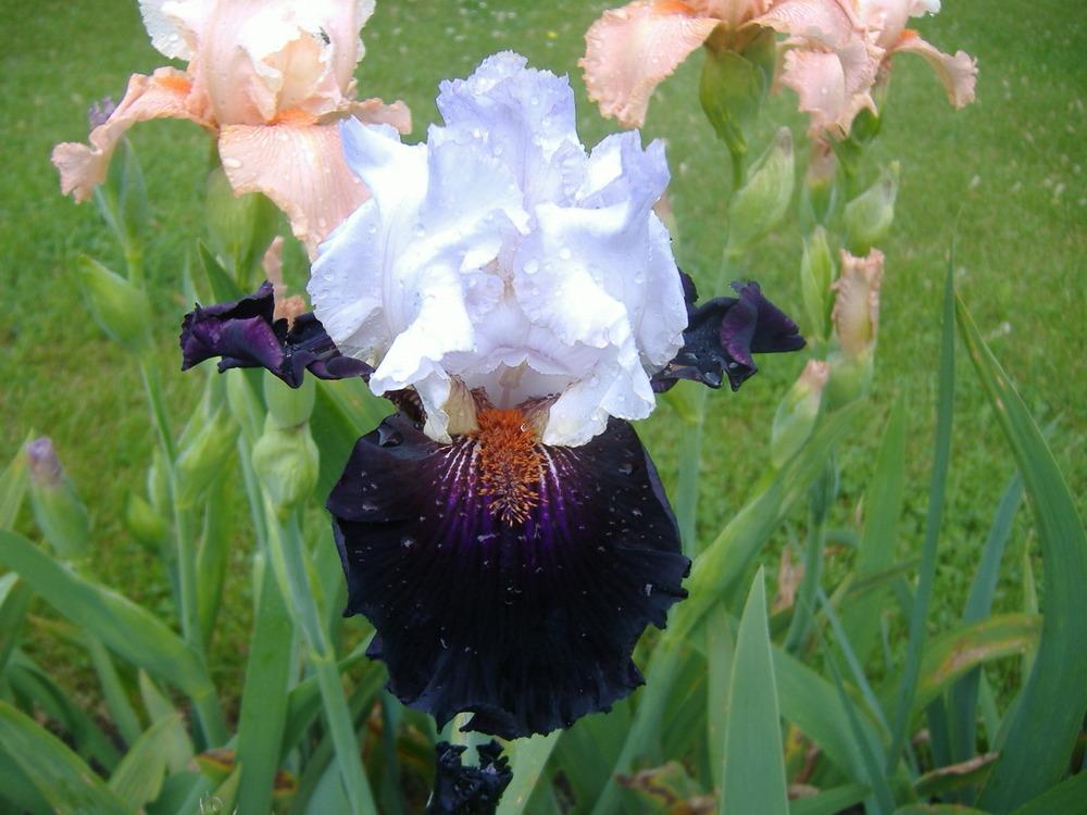 Photo of Tall Bearded Iris (Iris 'Starring') uploaded by tveguy3