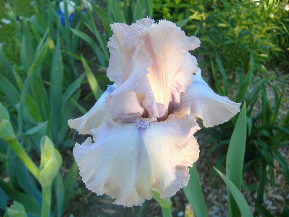 Photo of Tall Bearded Iris (Iris 'Howler') uploaded by tveguy3