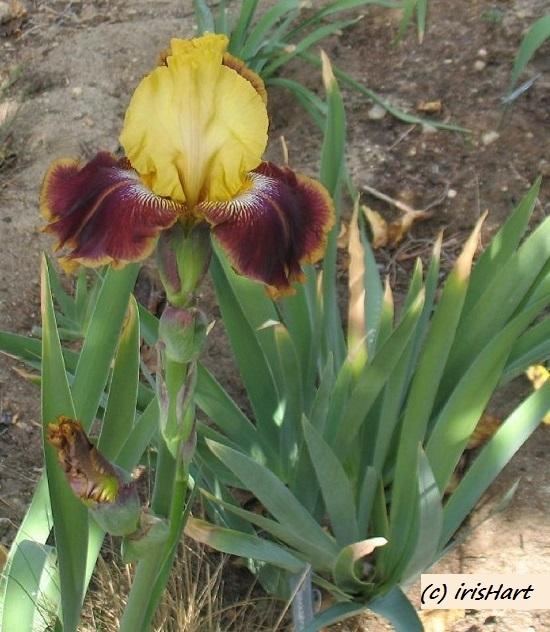 Photo of Tall Bearded Iris (Iris 'Oasis Gary') uploaded by IrisHart