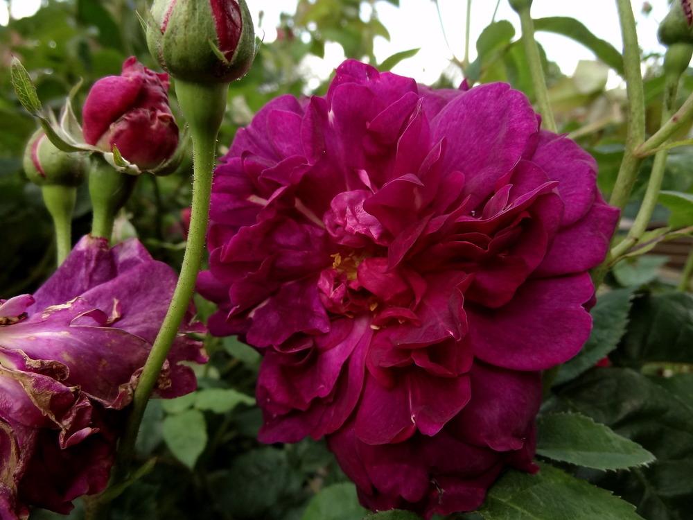 Photo of Rose (Rosa 'Chianti') uploaded by Orsola