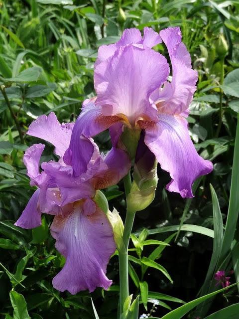 Photo of Tall Bearded Iris (Iris 'Amethyst Flame') uploaded by Orsola