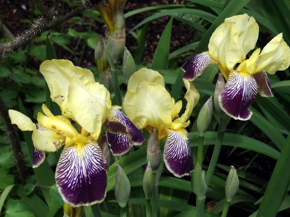 Photo of Intermediate Bearded Iris (Iris 'Loreley') uploaded by Orsola