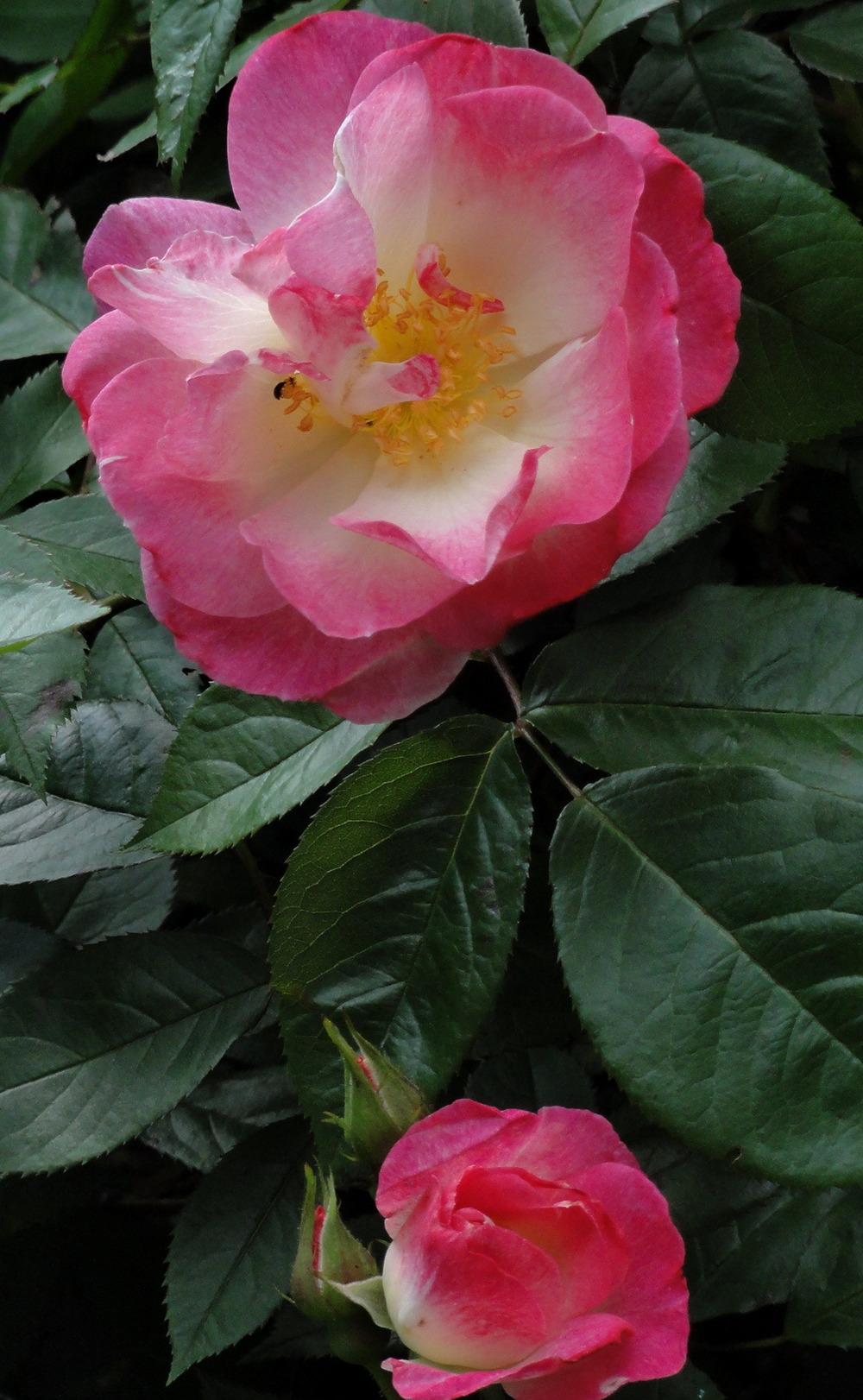 Photo of Rose (Rosa 'Erfurt') uploaded by Orsola