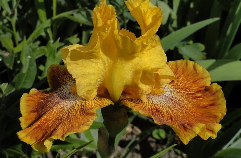 Photo of Tall Bearded Iris (Iris 'Wild Jasmine') uploaded by Orsola