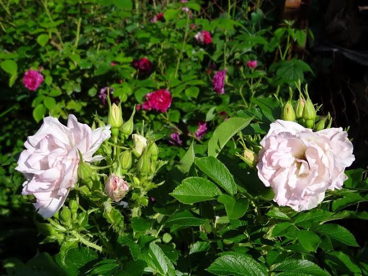 Photo of Rose (Rosa 'Polareis') uploaded by Orsola
