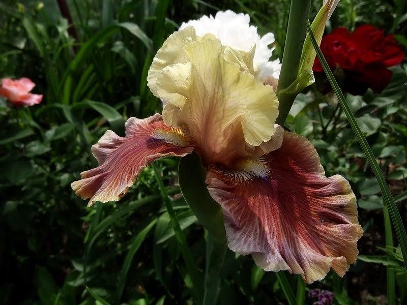 Photo of Tall Bearded Iris (Iris 'Man About Town') uploaded by Orsola