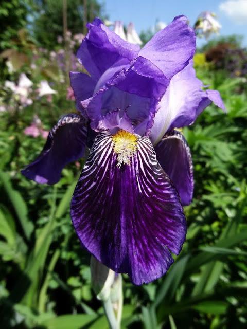 Photo of Tall Bearded Iris (Iris 'Monsignor') uploaded by Orsola