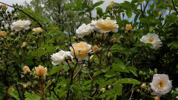 Photo of Rose (Rosa 'Goldfinch') uploaded by Orsola