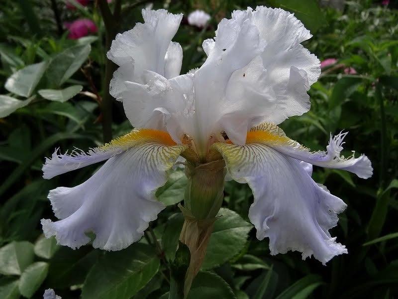 Photo of Tall Bearded Iris (Iris 'Hoptoit') uploaded by Orsola