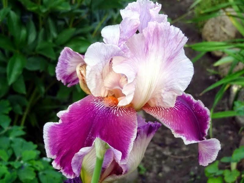 Photo of Tall Bearded Iris (Iris 'Latin Lover') uploaded by Orsola