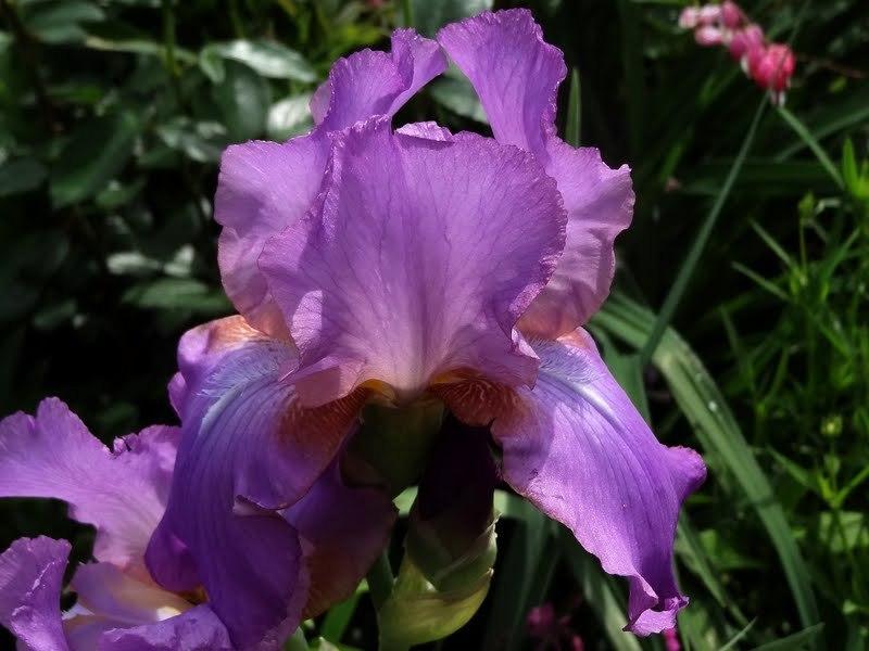 Photo of Tall Bearded Iris (Iris 'Amethyst Flame') uploaded by Orsola