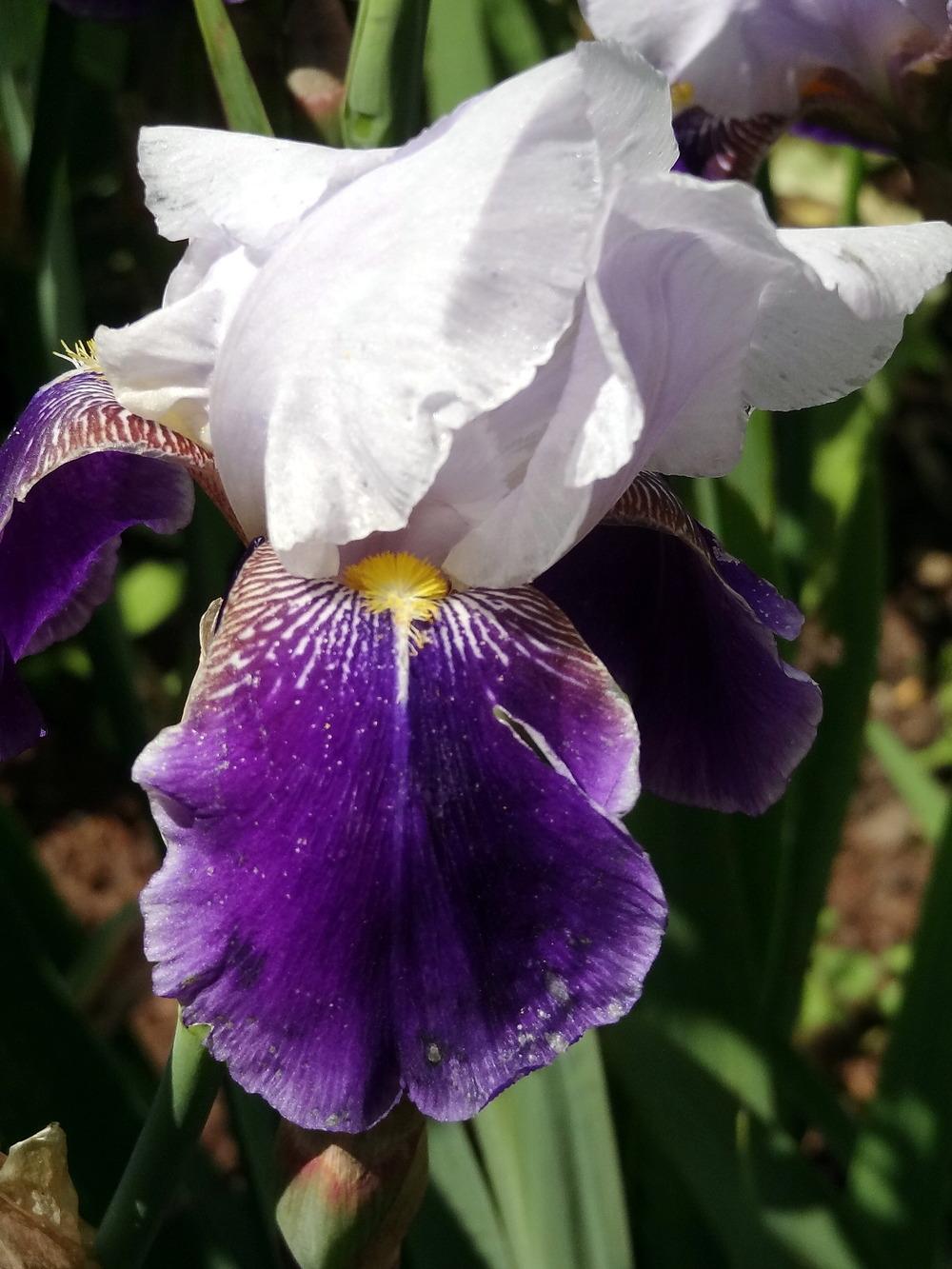 Photo of Tall Bearded Iris (Iris 'Braithwaite') uploaded by Orsola