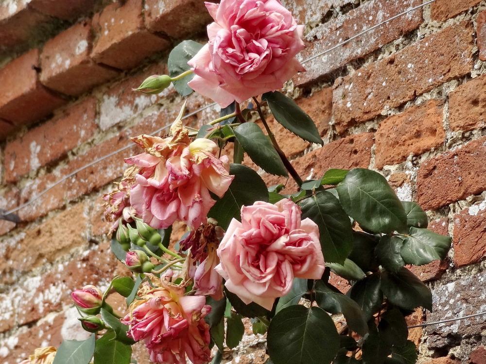 Photo of Rose (Rosa 'Vicomtesse Pierre du Fou') uploaded by Orsola