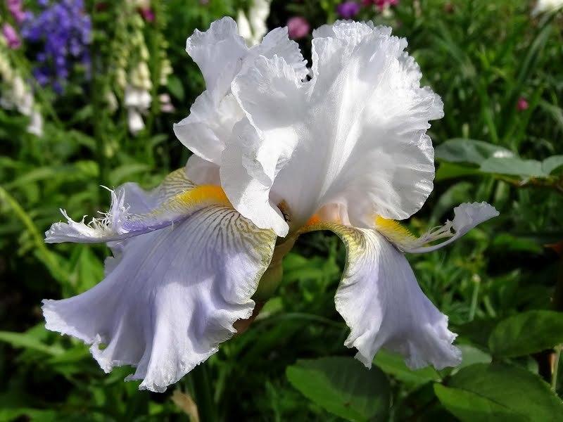 Photo of Tall Bearded Iris (Iris 'Hoptoit') uploaded by Orsola
