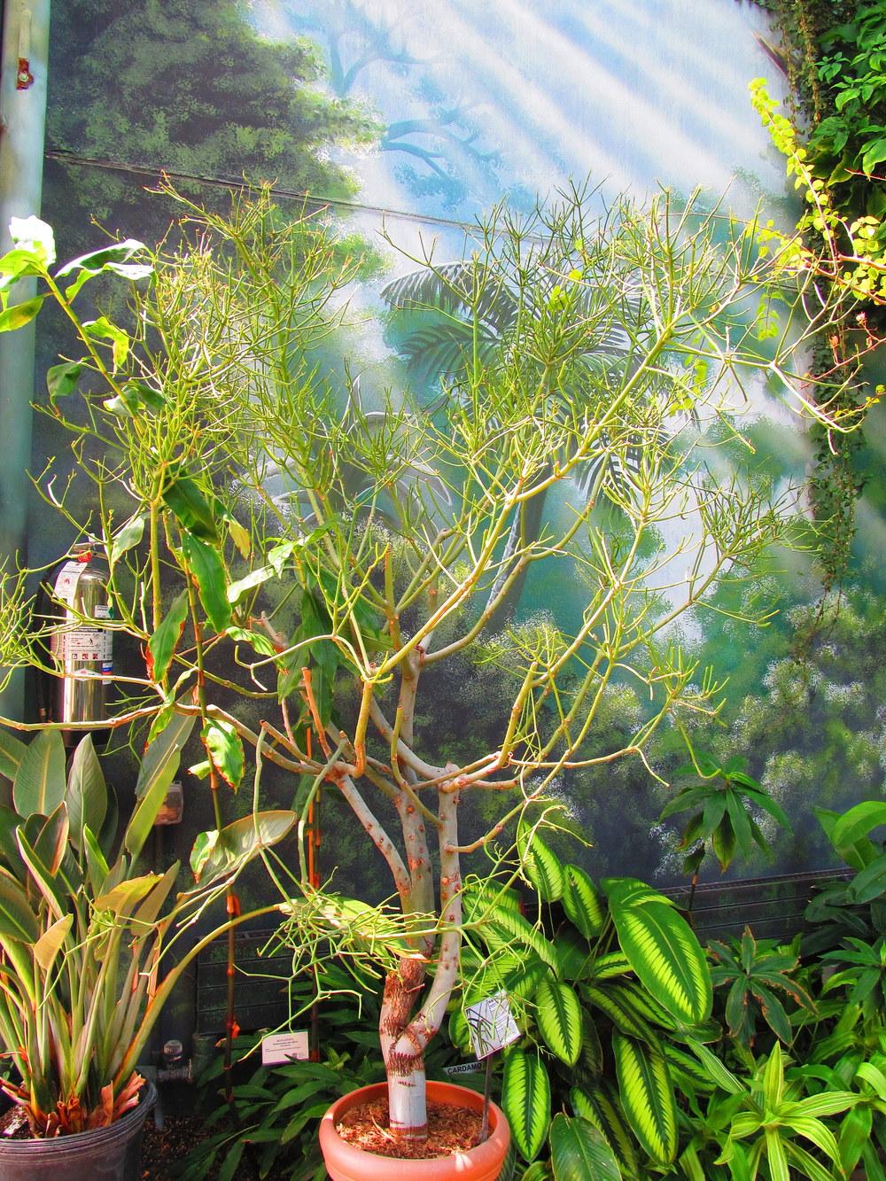 Photo of Pencil Tree (Euphorbia tirucalli) uploaded by jmorth