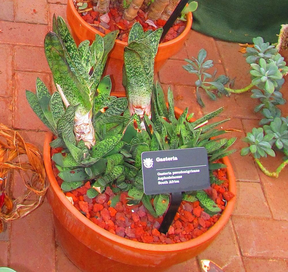 Photo of Ox-Tongue (Gasteria) uploaded by jmorth