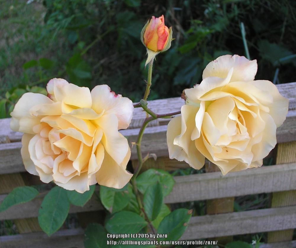Photo of Hybrid Musk Rose (Rosa 'Buff Beauty') uploaded by zuzu