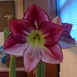 Location: Maryland
Date: 2015-12-03
Once again, my earliest amaryllis bloom!