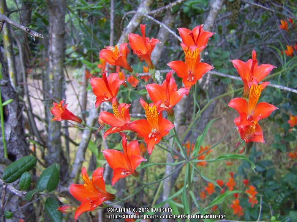 Photo of Peruvian Lily (Alstroemeria ligtu subsp. simsii) uploaded by Mutisia