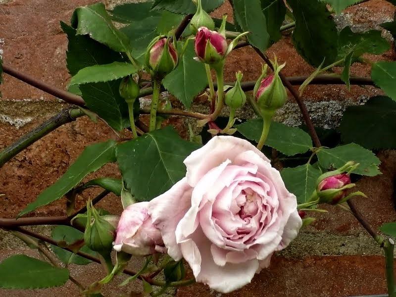 Photo of Rose (Rosa 'Blairii No. 2') uploaded by Orsola