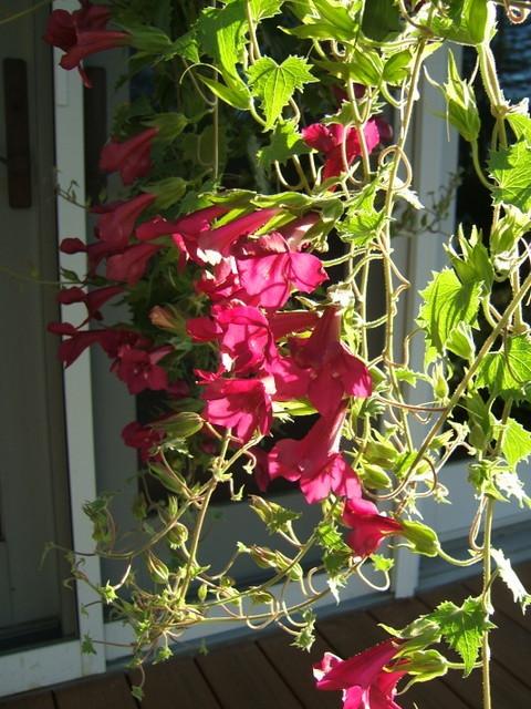 Photo of Creeping Gloxinia (Lophospermum erubescens Lofos® Wine Red) uploaded by pirl