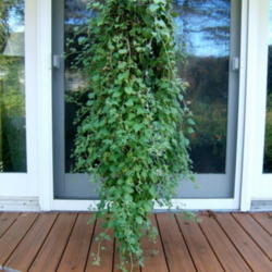 Location: At French doors
Date: 2012-1012
Huge by October. Probably would be better with more pruning.