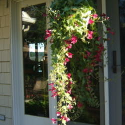 Location: At French doors
Date: 2012-0619
Blooms at every stage of growth.