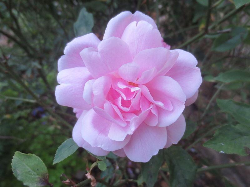 Photo of Rose (Rosa 'Old Blush') uploaded by robertduval14