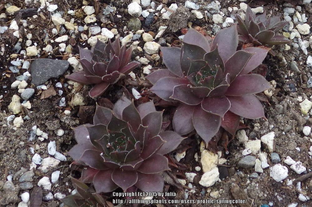 Photo of Hen and Chicks (Sempervivum 'Pacific Clydesdale') uploaded by springcolor