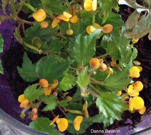 Photo of Begonia (Begonia prismatocarpa) uploaded by Donnabeverin